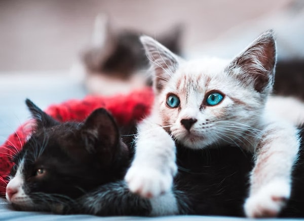 So, why do cats purr?