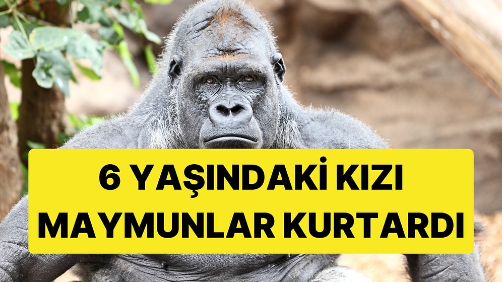 Maymunlar, Bir Adamın 6 Yaşındaki Çocuğa Cinsel İstismarını Engelledi