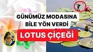 Sadece Çiçek Deyip Geçmeyin: Antik Dönemlerden Günümüze İlham Veren, Sırlarla Dolu Lotus Çiçeği