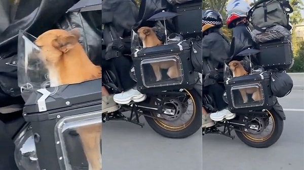 Köpekleriyle birlikte seyahat edebilmek için motosikletin yan çanta bölümüne kabin yaptıran çiftin görüntüsü sosyal medyada gündem oldu.