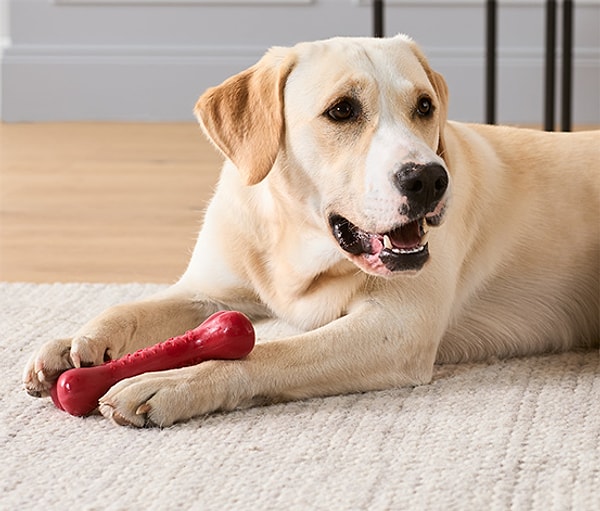 1. Köpek Kemik Oyuncağı