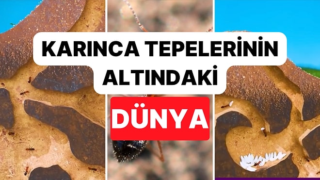 Karmaşık Tünel Ağlarıyla Kaplı Karınca Yuvalarının İçini İnceliyoruz