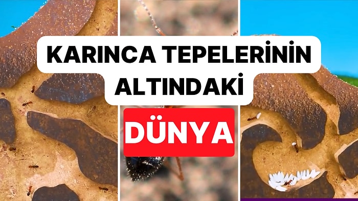 Karmaşık Tünel Ağlarıyla Kaplı Karınca Yuvalarının İçini İnceliyoruz