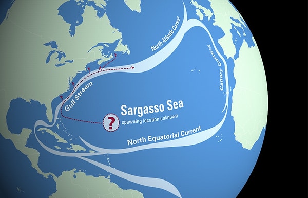 Kısacası hem Sargasso Denizi'nin hem de Bermuda Üçgeni'nin hikayeleri, okyanuslarımızın ne kadar derin ve gizemli olduğunu hatırlatıyor. Sonuçta doğa her zaman keşfedilmeyi bekleyen sırlarla dolu değil mi?