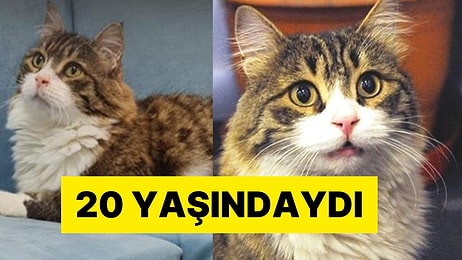 CHP'nin Maskotu Kedi Şero'dan Acı Haber: Yaşa Bağlı Hayatını Kaybetti