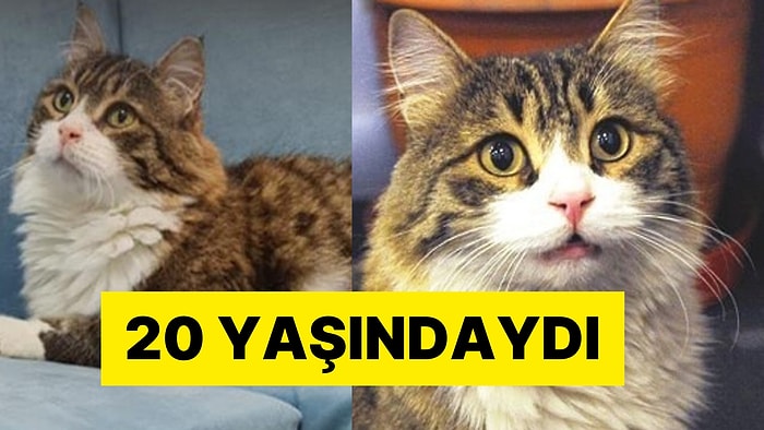 CHP'nin Maskotu Kedi Şero'dan Acı Haber: Yaşa Bağlı Hayatını Kaybetti