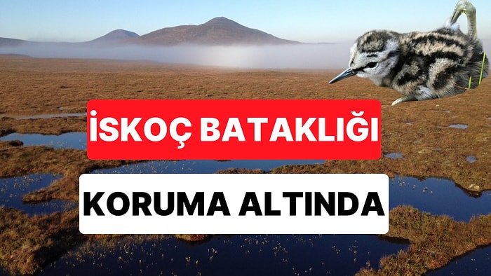 İskoçya'nın Kuzeyindeki Flow Country Dünya Mirası Statüsüne Kavuştu