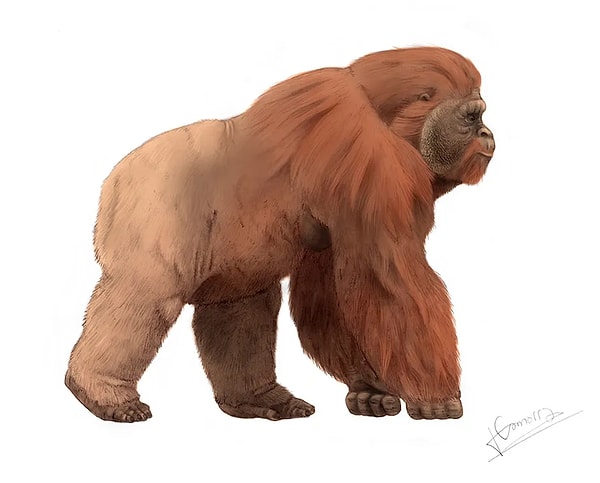 1. Gigantopithecus blacki: Devasa Maymun