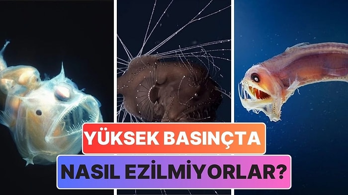 Derin Deniz Canlıları Böylesine Yüksek Basınca Rağmen Ezilmeyerek Nasıl Hayatta Kalabiliyor?