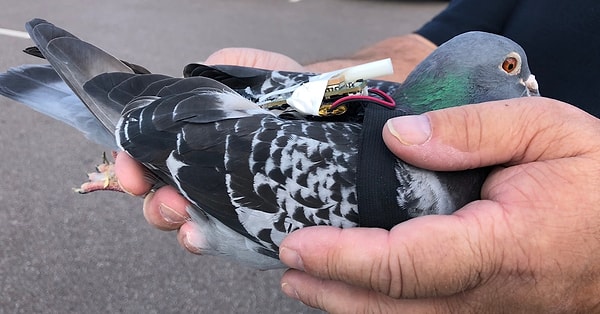 Bilim insanları kuşların yön bulma yeteneklerini incelerken, güvercinlerin olağanüstü bir yön duygusuna sahip olduğunu keşfettiler.