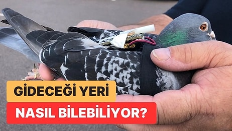 Sandığımızdan Daha Zekiler: Posta Güvercinleri Gidecekleri Yeri Tam Olarak Nasıl Buluyordu?