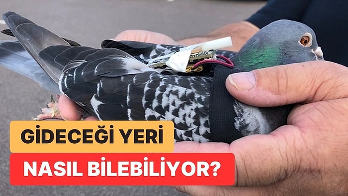 Sandığımızdan Daha Zekiler: Posta Güvercinleri Gidecekleri Yeri Tam Olarak Nasıl Buluyordu?