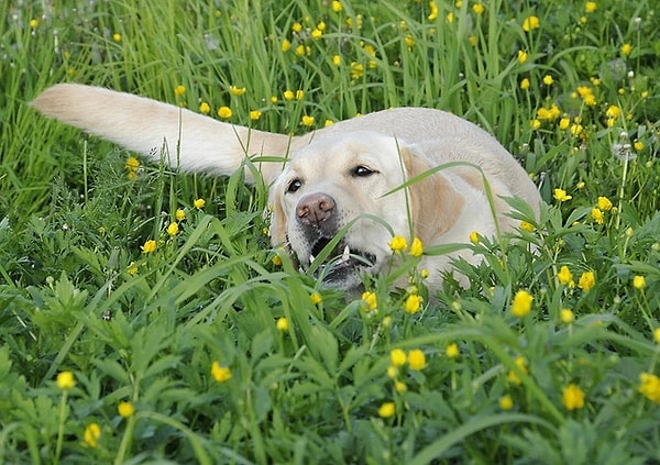 25. Köpekler Neden Çimen Yer?