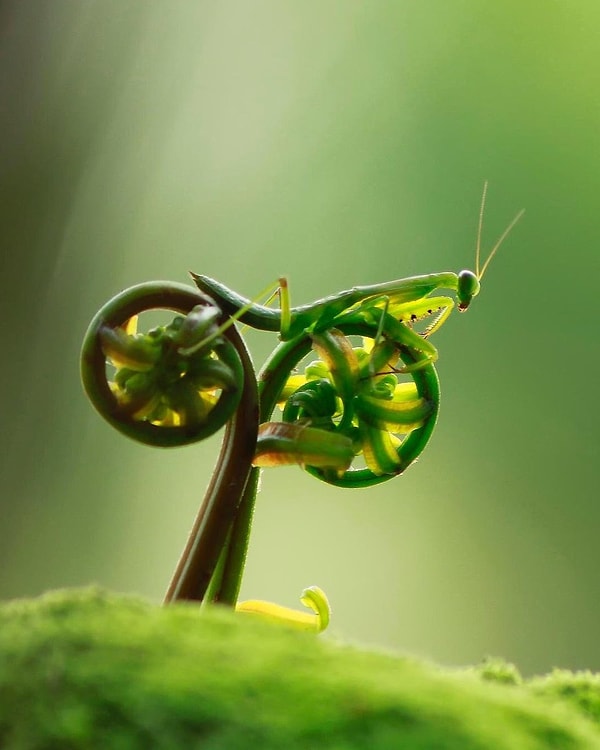 2. Amatör fotoğrafçı Eco Suparman, bisiklet süren peygamberdevesi