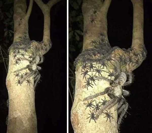 Arachnophobes beware: A female Omothymus spider from Malaysia.