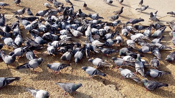 Güvercinlerin şehirlerde bu kadar yaygın olmasının en büyük sebebi, biz insanlar. Yaklaşık 5.000 yıl önce, antik Mezopotamya halkı bu kuşlar için evler yapmaya başladı.