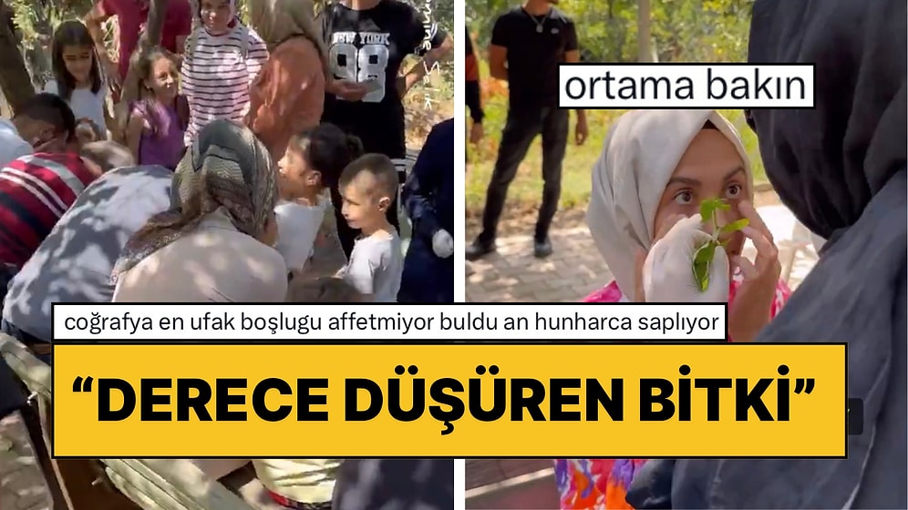 Kırlangıç Bitkisinin Göz Derecesini Düşürdüğü İddia Edildi: “Biraz Göz Yakıyor ama Şifa Olsun”