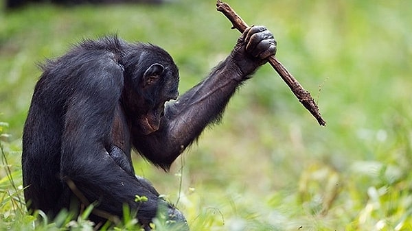 A group of monkeys quickly attacked the man.