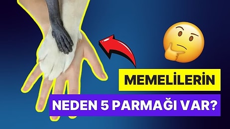 İnsan, Kedi ve Köpek Gibi Memelilerin Neden 5 Parmağı Vardır?