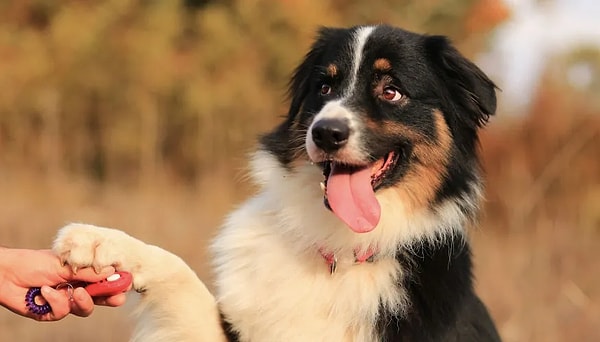 Bir köpek git ya da gel, komutunu gerçekleştirecek eğitimde olabiliyor. Dizilerde de benzer şekilde yönetiliyorlar.