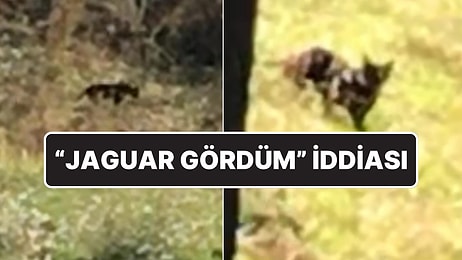 Muş’ta 'Jaguar Gördüm' İddiası: "Pusuya Yatıp Beni Gözetledi"