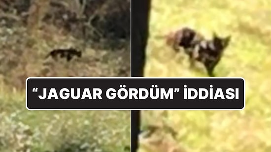 Muş’ta 'Jaguar Gördüm' İddiası: "Pusuya Yatıp Beni Gözetledi"