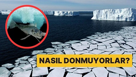 Güney Kutbu'nda Yaşayan Balıklar Buz Gibi Sularda Nasıl Oluyor da Hayatta Kalabiliyor?