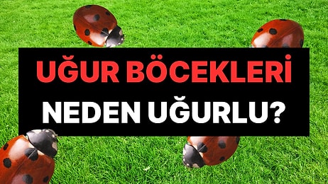 Adı Üstünde: Uğur Böceğinin Uğurlu Sayılmasının Hak Vereceğiniz Sebebi