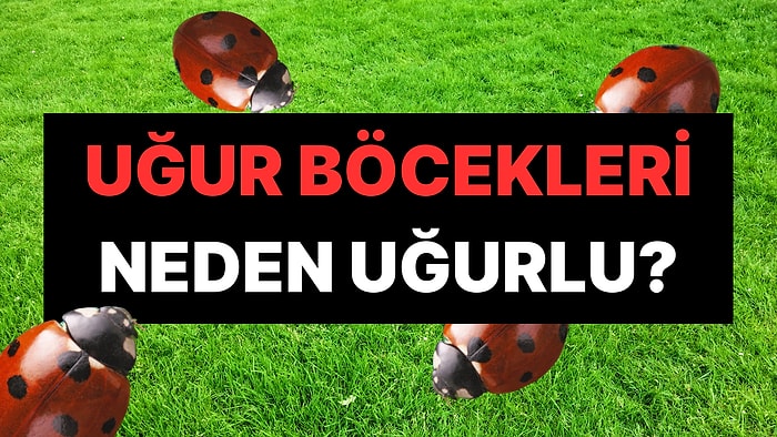 Adı Üstünde: Uğur Böceğinin Uğurlu Sayılmasının Hak Vereceğiniz Sebebi