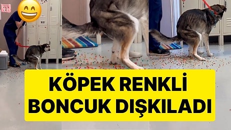 Yediği Su Boncuklarını Dışkılayan Köpeğin Görüntüsü İzleyenleri Hayrete Düşürdü! Tüm Renkli Boncukları Çıkardı