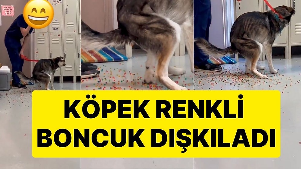 Yediği Su Boncuklarını Dışkılayan Köpeğin Görüntüsü İzleyenleri Hayrete Düşürdü! Tüm Renkli Boncukları Çıkardı