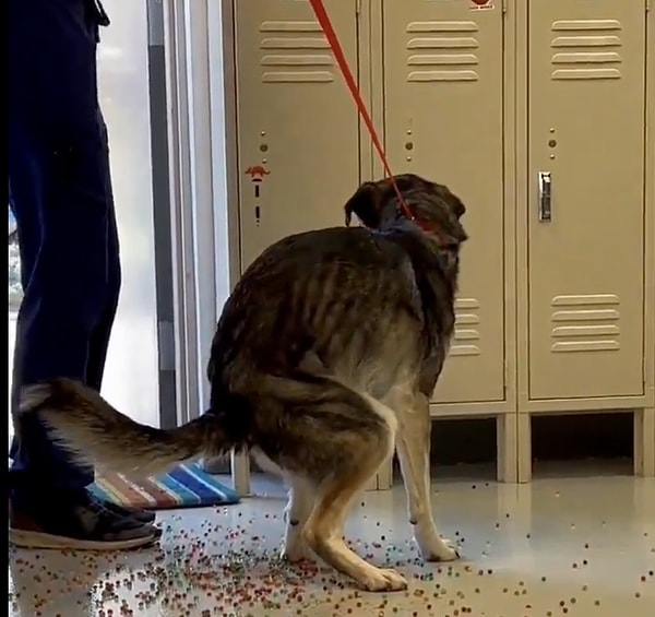 Köpeğin yediği boncukları doğal yollarla çıkarmasını bekleyen veterinerin kaydettiği görüntüler izleyenleri hayrete düşürdü. Yediği yüzlerce renkli boncuğu dışkılayan köpeğin o anlarını izleyenler köpeğin sağlığı nedeniyle endişelendi.