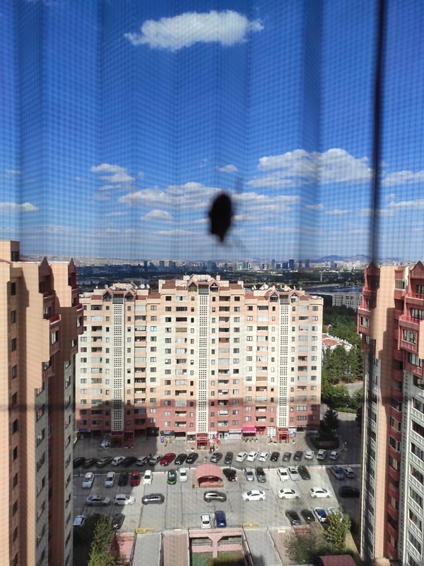 Karadeniz ve Marmara'da yaygın olan türün Ankara'ya bile yayıldığı paylaşıldı.