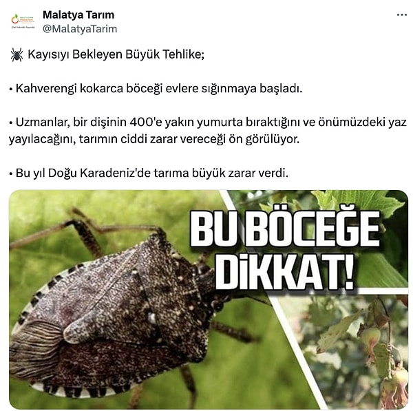 Bölgesel bir sorun olarak ortaya çıkan kahverengi kokarca sorunu tüm ülkeye yayılmasından korkuluyor.