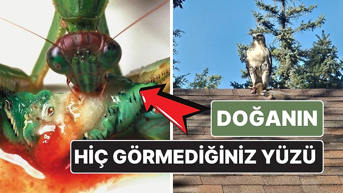 Doğanın Korkutucu Yüzünü İliklerinize Kadar Hissetmenize Sebep Olacak Birbirinden Ürkütücü 15 Yeni Fotoğraf