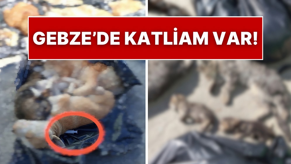 Gebze Belediyesi Hayvan Rehabilitasyon Merkezi’nde 50’ye Yakın Kedi ve Köpek Katledildi