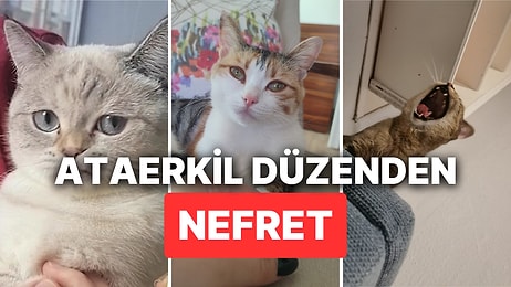 Ataerkil Düzene Nefretleri Yüzlerinden Okunan Kedilerin Bi' Çift Lafı Var