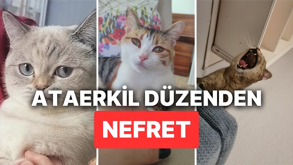 Ataerkil Düzene Nefretleri Yüzlerinden Okunan Kedilerin Bi' Çift Lafı Var