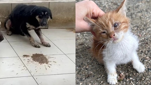 Barınakta yavru kedilerin öldüğü, köpeklerin dışkı, idrar ve korku içinde yaşadıkları görüldü.