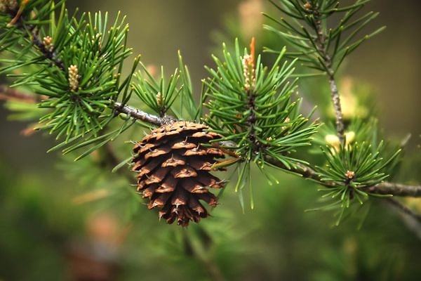 Ama İngilizler ise bunu reddederek İngilizcede ‘çam elması’ anlamına gelen ‘pineapple’ demeyi tercih etti. Aslında "pineapple" kelimesi 1398 yılından itibaren çam kozalağını tanımlamak için kullanılıyordu. Yani bu kelime ananas meyvesi ile özdeşleşmeden önce de ingilizcede mevcuttu.