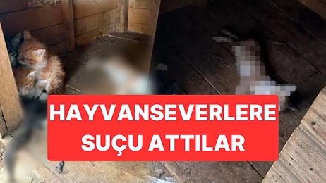 Belediye Ölü Hayvan Görüntülerini Hayvanseverlerin Üstüne Yıktı: “Kucaklarında Ölü Hayvan Getirip Bıraktılar”