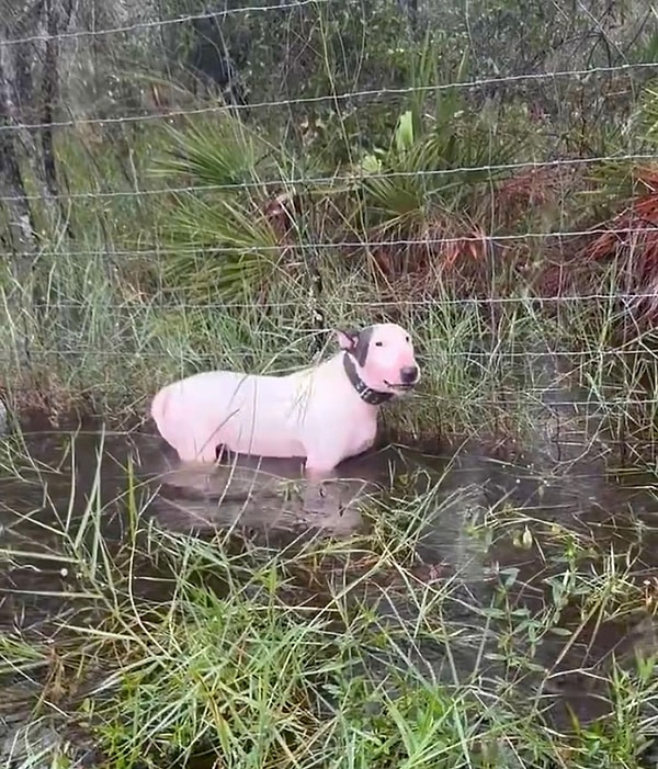 Giovanny Aldama Garcia adındaki adam, Milton Kasırgası Sunshine State'e doğru ilerlerken; İngiliz bull terrier cinsi köpeğini otoyol kenarındaki sel sularında bir çite bağlı bıraktı!