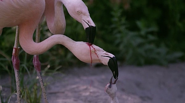 Flamingolar, yavruları doğduğunda bu sütü üretirler çünkü yavrularının gagaları henüz gelişmediğinden kendi başlarına beslenemezler.