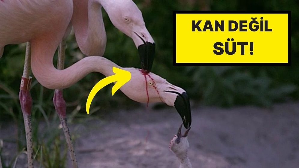 Flamingoların Sütü Neden Çoğu Hayvanın Aksine Parlak Kırmızımsı Pembedir?