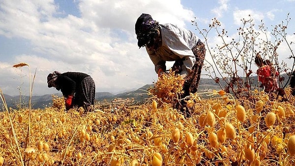 Bir meta-analiz, organik çiftliklerin geleneksel çiftliklere kıyasla ortalama %20 daha az ürün verdiğini gösterdi. Bu durum, aynı miktarda gıda üretmek için daha fazla araziye ihtiyaç duyulması anlamına gelir.