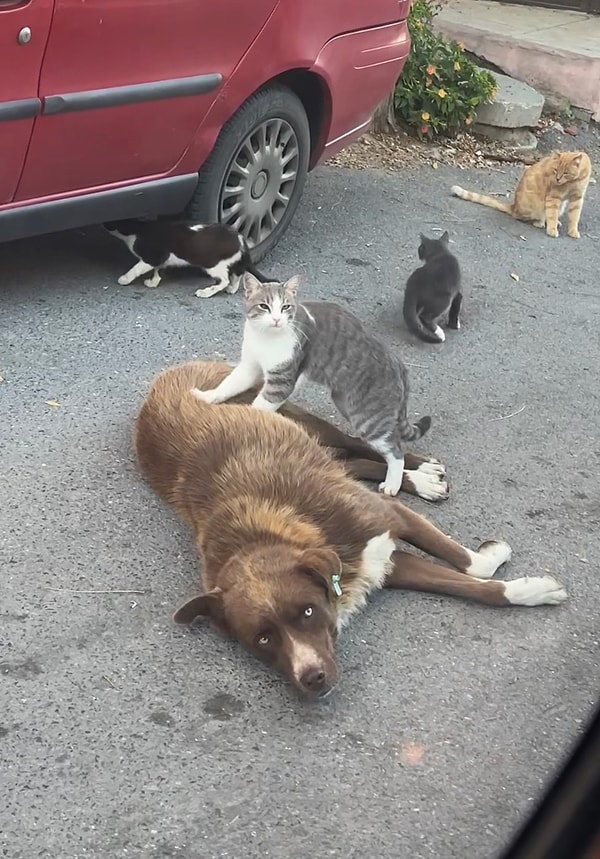 Tatlı sokak kedisi, köpeğin karnına masaj yapıyordu.