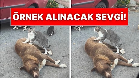 Sokak Kedisinin Köpek Dostuna Masaj Yaptığı Anlar Masumiyetin ve Sevginin Resmi Oldu