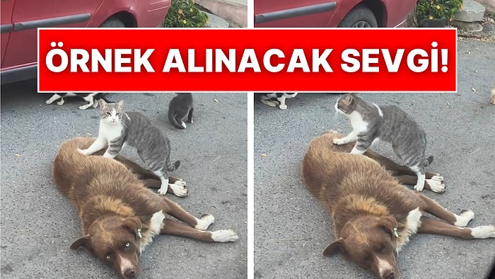 Sokak Kedisinin Köpek Dostuna Masaj Yaptığı Anlar Masumiyetin ve Sevginin Resmi Oldu