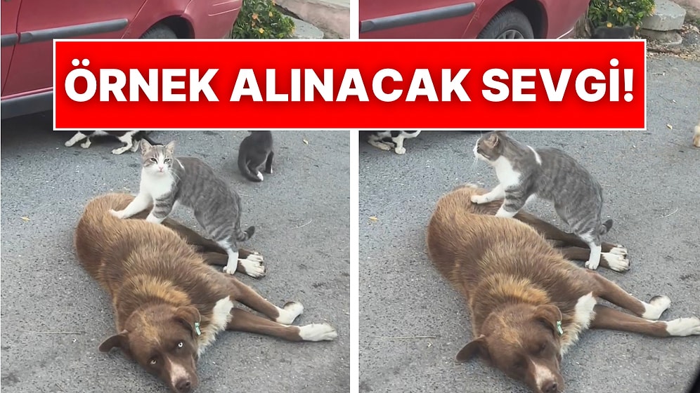 Sokak Kedisinin Köpek Dostuna Masaj Yaptığı Anlar Masumiyetin ve Sevginin Resmi Oldu