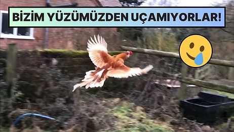 Tavuklar Bir Kuş Türü Olmasına Rağmen Neden Maksimum 10 Saniye Uçabiliyor?